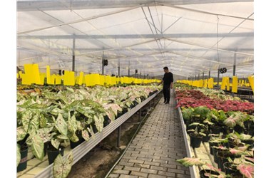 潍坊青州：突破“卡脖子”技术，种业创新